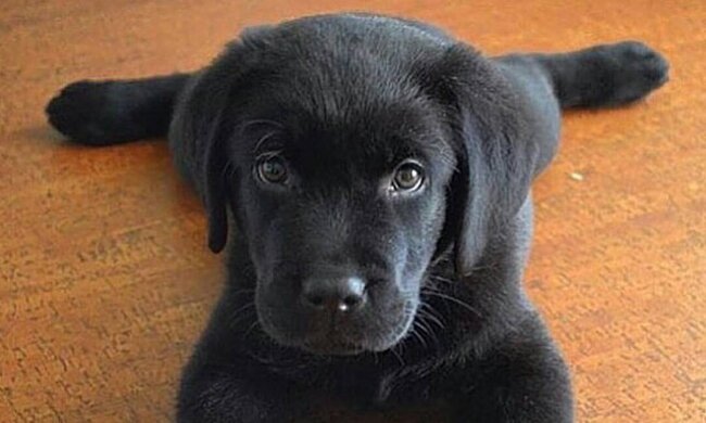 Ein kleiner schwarzer Hund wurde draußen in einer Kiste zurückgelassen, daneben lag ein Zettel