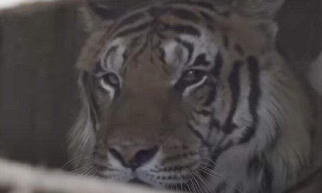 Tiger  in Gefangenschaft, Quelle: Screenshot YouTube