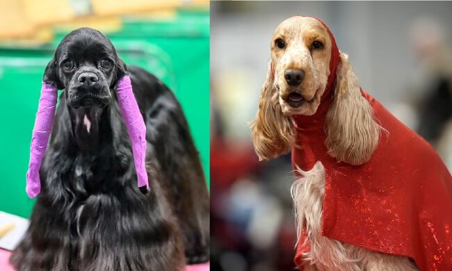 Der Hund. Quelle: dailymail.co.uk