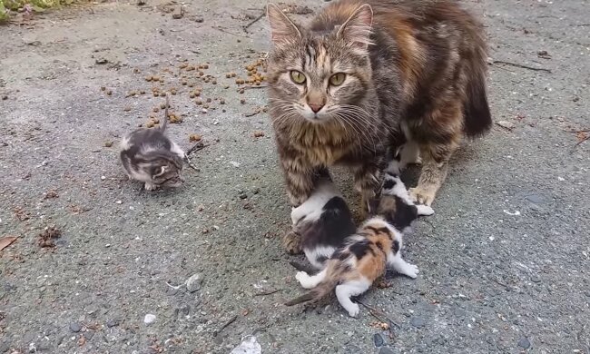 Mamakatze und Babies. Quelle: Youtube Screenshot