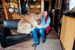 Dieser Bär lebt seit mehr als 20 Jahren wie ein Haustier