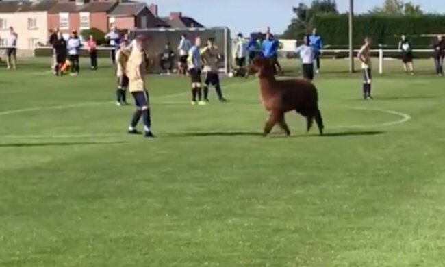 Alpaka kam während des Spiels auf das Fussballfeld und rannte 20 Minuten lang mit den Spielern