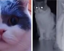 Der Besitzer ging und rief seine Katze täglich per Video an