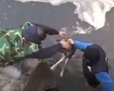 Männer zogen einen streunenden Hund aus dem Eiswasser: der Dankbarkeit waren keine Grenzen gesetzt
