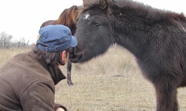 Tierarzt rettete ein angebundenes Pferd. Quelle: Youtube Screenshot