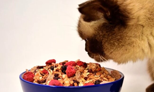 Besondere Anforderungen an die Ernährung des Tieres. Quelle: Screenshot YouTube