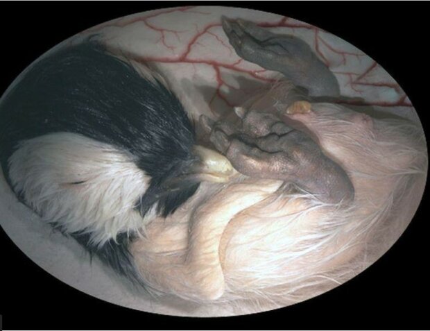 Wie Tierbabys im Mutterleib aussehen