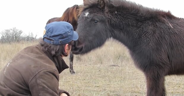 Tierarzt rettete ein angebundenes Pferd. Quelle: Youtube Screenshot