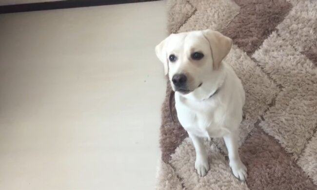 Hund. Quelle: Screenshot
