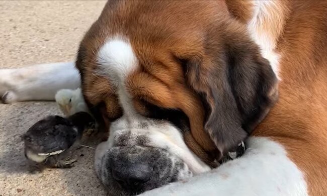 Versorgung. Quelle: Youtube Screenshot