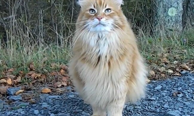 Streunende Katze. Quelle: YouTube Screenshot