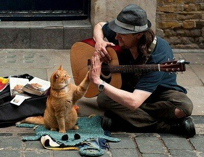 Freundschaft mit der Katze heilte einen Straßenmusiker
