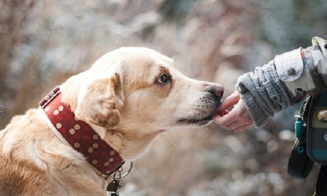 Hunde haben einen sechsten Sinn. Es ist besonders ausgeprägt in Bezug auf Menschen