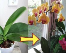 Mit einfachen Tricks können Sie den Effekt erzielen, dass Ihre Orchideen unglaublich schnell blühen werden