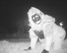 Die Polizei installierte eine Nachtsichtkamera, um den Puma zu finden, aber die Einheimischen beschlossen, sich vor dem Objektiv zu stellen