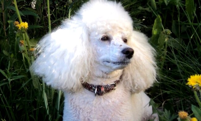 Pudel. Quelle: Screenshot Youtube