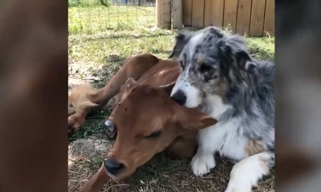 Das erstaunliche Kalb. Quelle: Youtube Screenshot