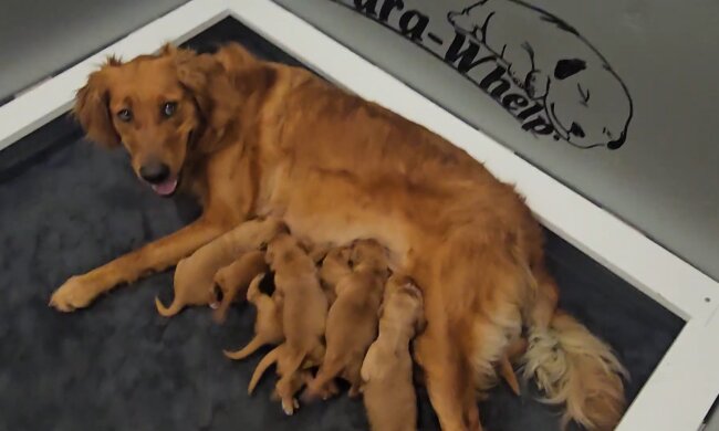 Tierisches Wunder. Quelle: Youtube Screenshot