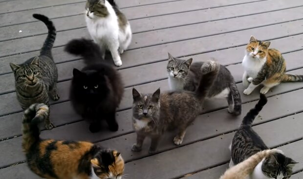Viele Katzen zu Hause. Quelle: YouTube Screenshot