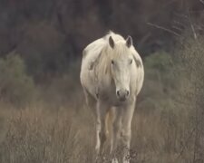 Einzigartige Aufnahmen von Tieren. Quelle: Screenshot YouTube