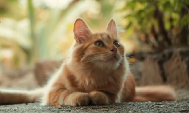 Die Katze. Quelle: Screenshot YouTube