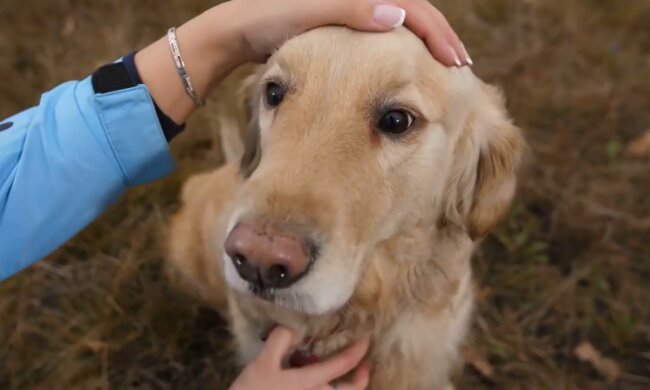 Die Suchfähigkeiten mancher Hunde sind beeindruckend. Quelle: Screenshot YouTube