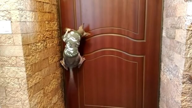 Katze macht Tür auf. Quelle: Youtube Screenshot