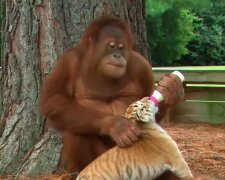 Orang-Utan-Weibchen adoptierte Tigerbabys. Quelle: Screenshot Youtube