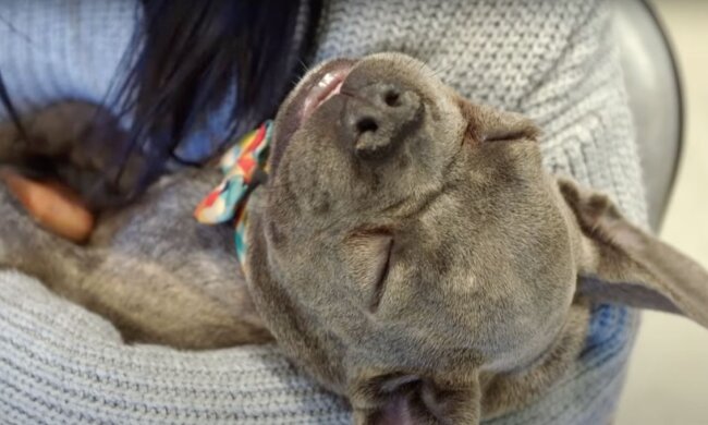 Der Tierarzttermin beunruhigte die ganze Familie. Quelle: Screenshot YouTube