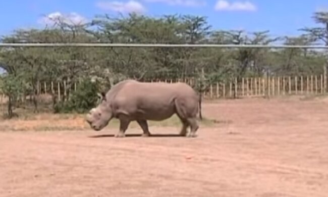 Erfurt: Ein südliches Breitmaulnashorn wurde im örtlichen Tierpark geboren