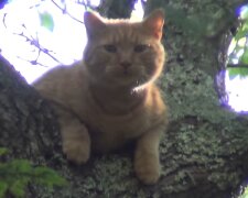 Katze auf dem Baum. Quelle: YouTube Screenshot