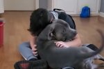 Hund ist im Dickicht stecken geblieben, aber achtjähriger Junge wusste, wie er ihn retten kann