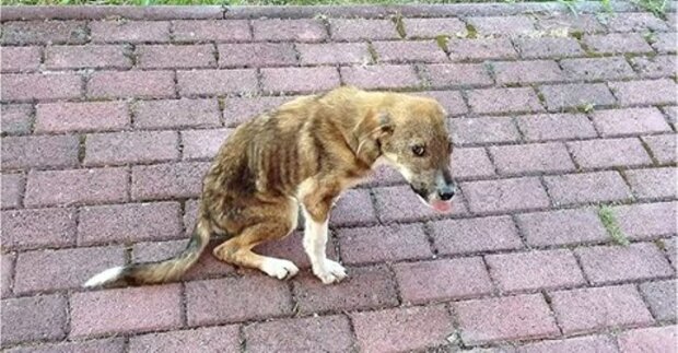 Happy End: Ein obdachloser Hund mit Wirbelsäulenproblemen fand über 8.000 Kilometer liebevolle Besitzer