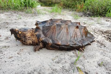 Kraftvoll, wütend und dimensional: Wissenschaftler haben Tiere gefunden, die dem Menschen bisher unbekannt waren