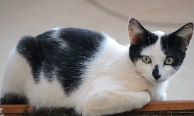 Hannah und Spanky. Quelle: YouTube Screenshot