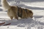Ein zuverlässiger Helfer im Schnee. Quelle: Screenshot YouTube