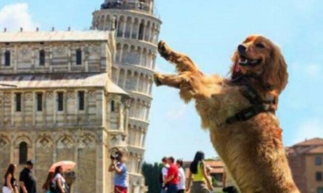 Die hundefreundlichsten Städte der Welt