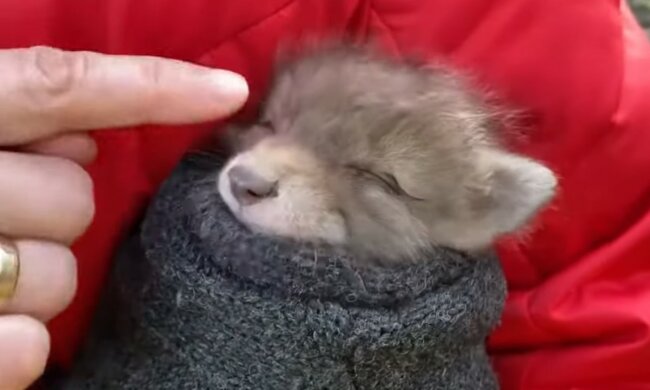 Süßes Baby hat einen Freund gefunden. Quelle: Screenshot YouTube