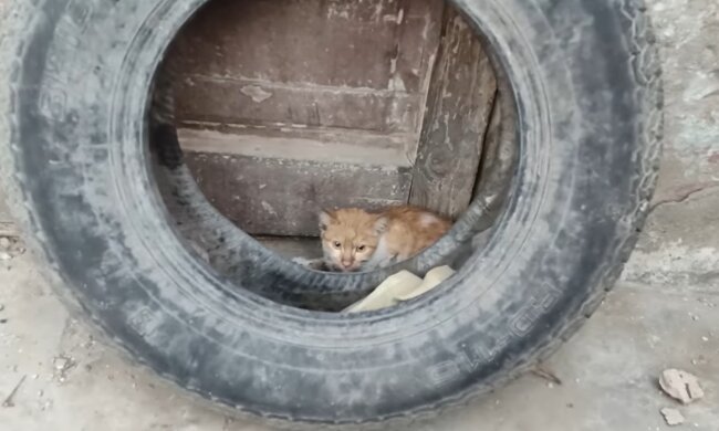 Streunende Katze. Quelle: Youtube Screenshot