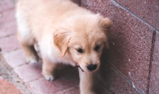 Der elfjährige Junge riskierte sein Leben, um einen Hund zu retten