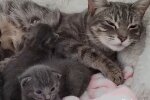 Streunende Katze bittet Menschen um Hilfe, nachdem sie in ihrem Garten Babys zur Welt gebracht hat