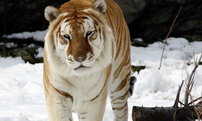 Tiger. Quelle: Screenshot YouTube