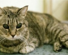 Eine Katze, die nicht sehen konnte, lebte vier Jahre lang in einem Tierheim, fand aber dennoch ein Zuhause