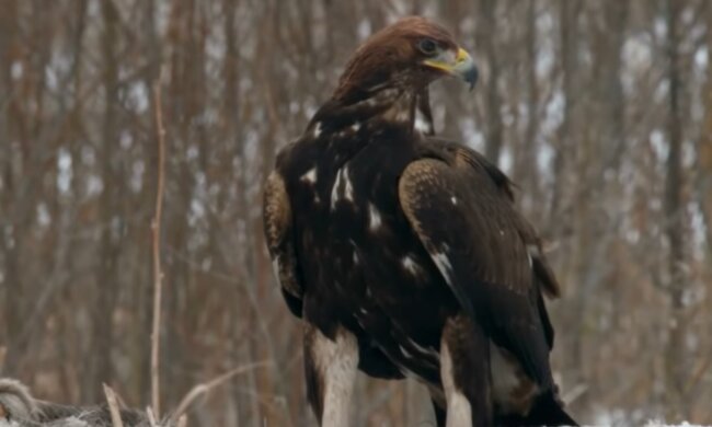 Ein Bauer legte ein Hühnerei unter einen Adler: Wie es für das Küken ausging