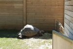 Die entflohene Schildkröte.  Quelle: Youtube Screenshot