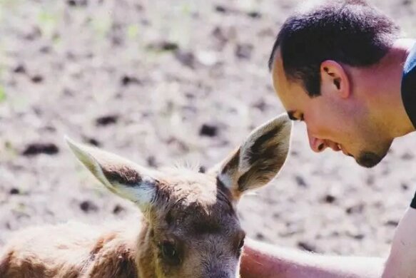 Der Mann hat den kleinen Elch gerettet, und jetzt kommt das Tier jeden Tag aus dem Wald zu ihm