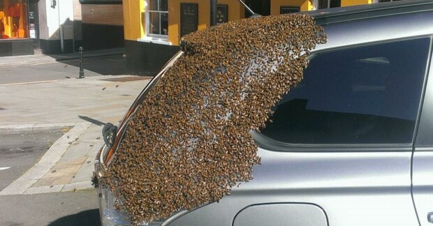 2 Tage lang griff ein Bienenschwarm das Auto einer Frau an, der Grund war im Kofferraum verdeckt