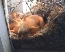 Eichhörnchenfamilie verlor einander im Sturm: ein Mann und seine Katze kamen zur Rettung