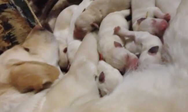 Welpen. Quelle: Screenshot YouTube