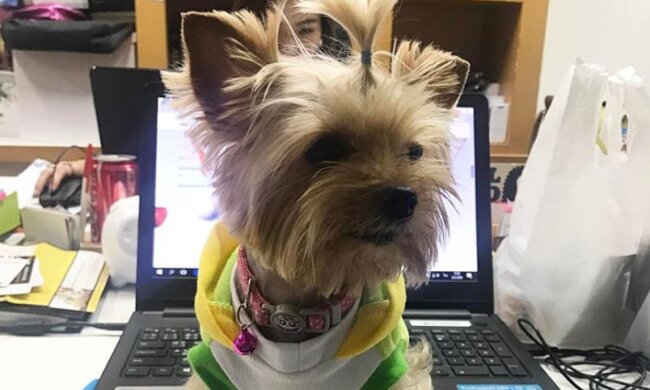 Wie Hunde Büroangestellten helfen, besser zu arbeiten